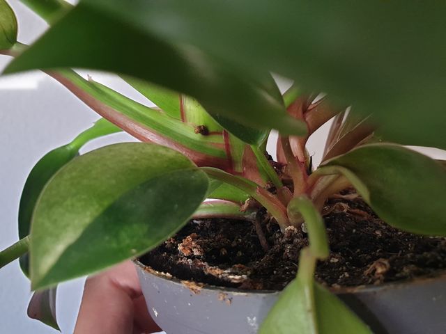 Philodendron basal planta