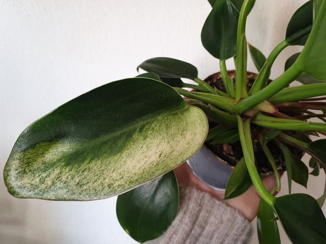 Philodendron basal planta