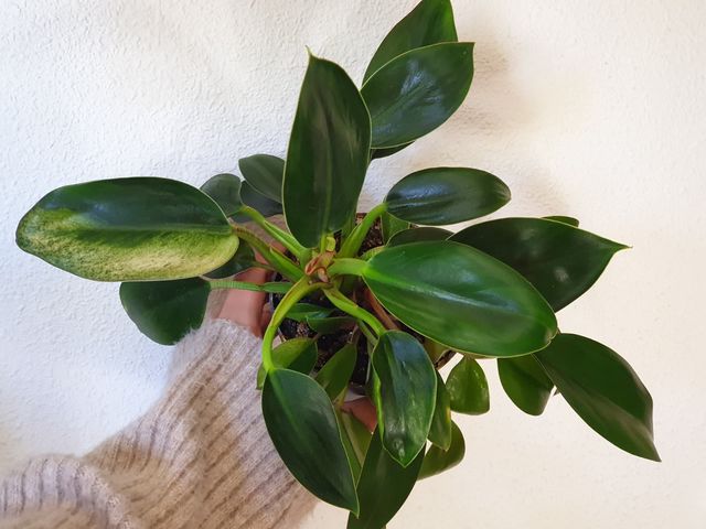 Philodendron basal planta