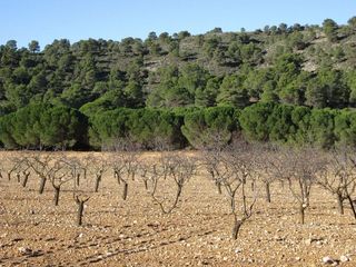 Terreno en venta en Yecla