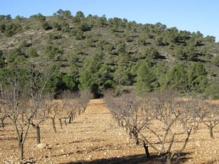 Terreno en venta en Yecla