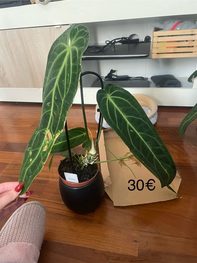 Anthurium Warocqueanum