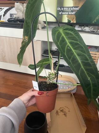 Anthurium Warocqueanum