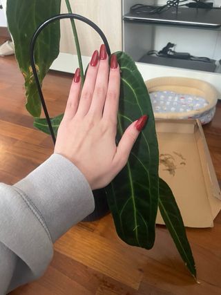 Anthurium Warocqueanum