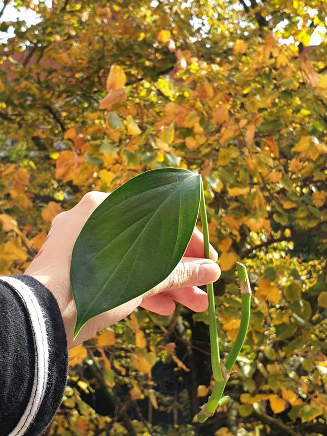 Esqueje Philodendron Dragon Tail