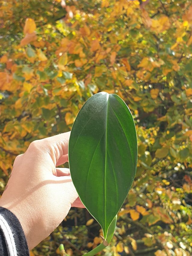 Esqueje Philodendron Dragon Tail