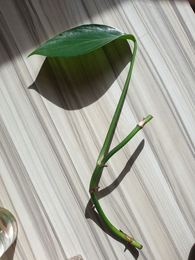 Esqueje Philodendron Dragon Tail