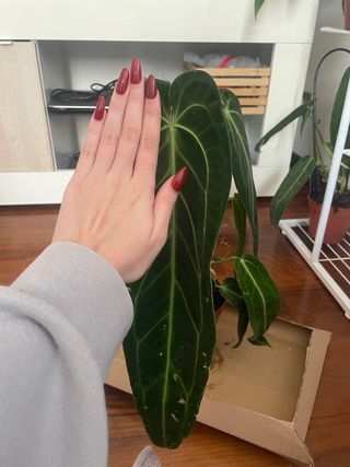 Anthurium Warocqueanum XL