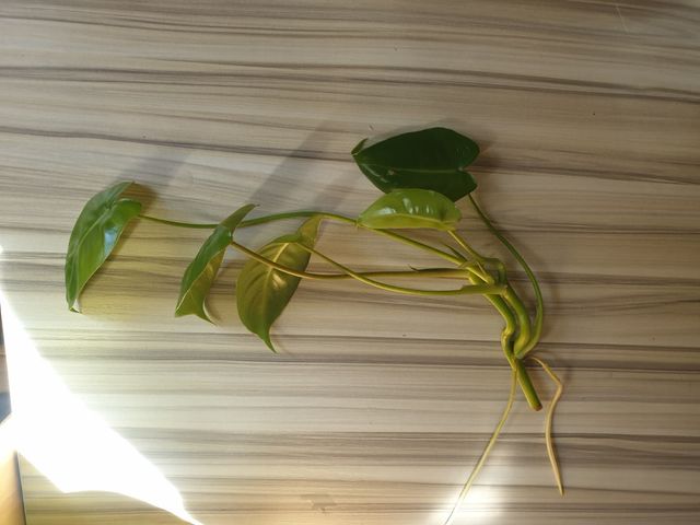 Esqueje Philodendron Burle Marx