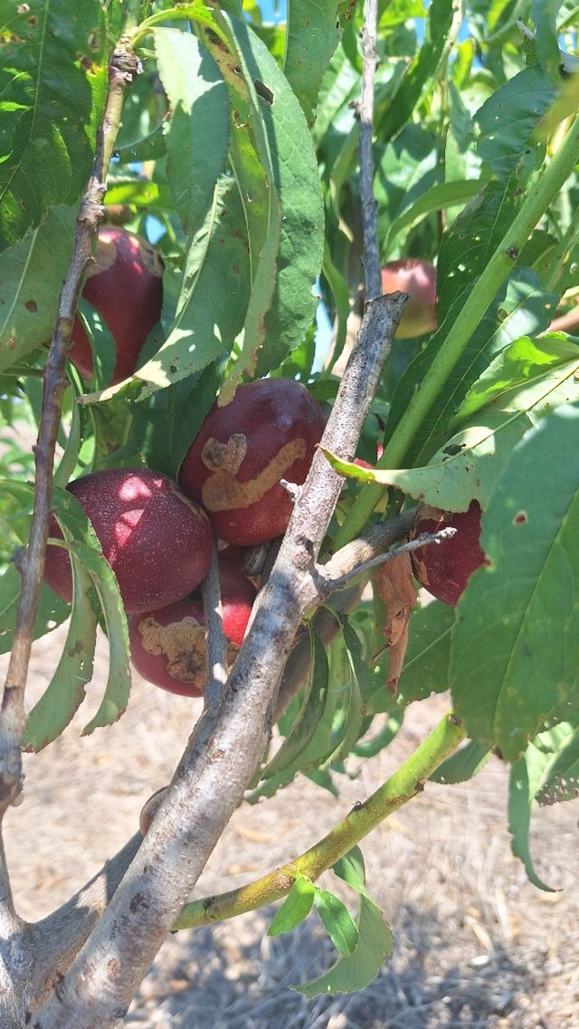  venta en  Benicull del Xuquer 