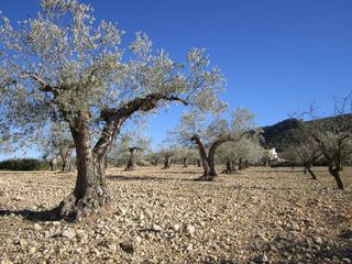 Terreno en venta en Yecla