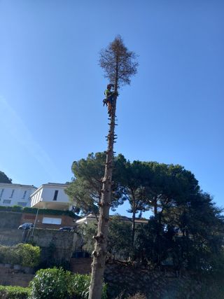 Servicios de jardinería, desbroce y vallado