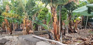 Terreno en venta en Santa Cruz de la Palma