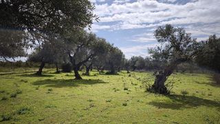 Terreno en venta en Arco Norte - Avda. España en Dos Hermanas