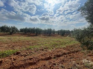 Terreno en venta en Almensilla