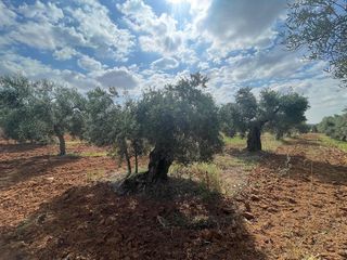 Terreno en venta en Almensilla
