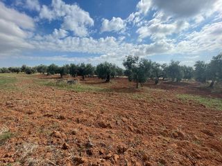 Terreno en venta en Almensilla