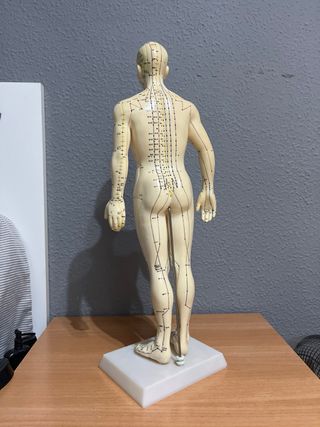 Muñeco anatómico acupuntura 