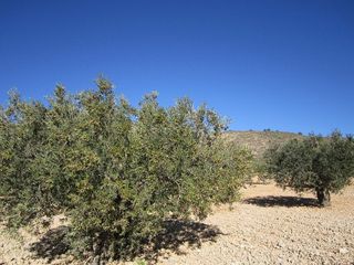 Terreno en venta en Yecla