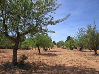 Terreno en venta en Yecla