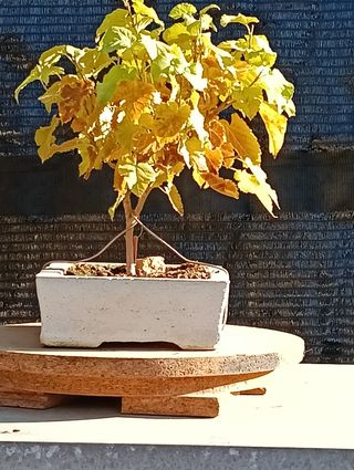 Bonsái Morera Blanca 2020