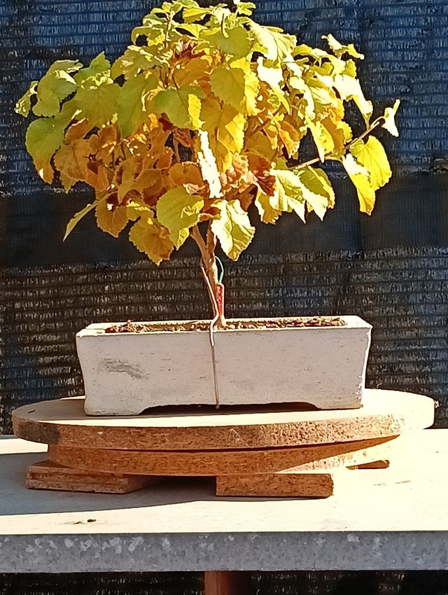 Bonsái Morera Blanca 2020