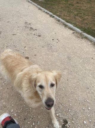 Paso de perros.