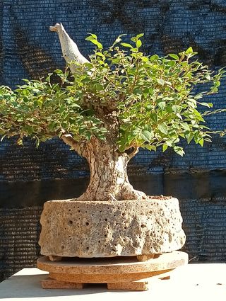 Olmo Pumila 2004