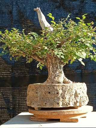 Olmo Pumila 2004
