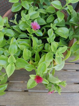 Plantas o esquejes para intercambiar 