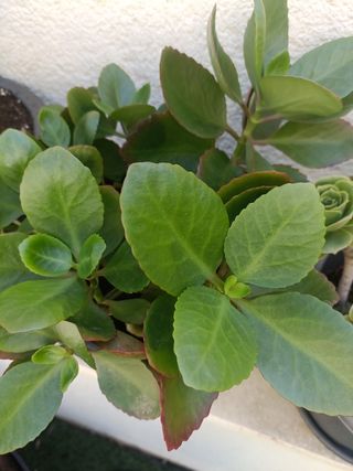 Plantas o esquejes para intercambiar 