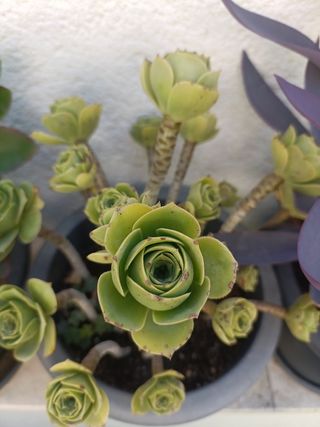 Plantas o esquejes para intercambiar 