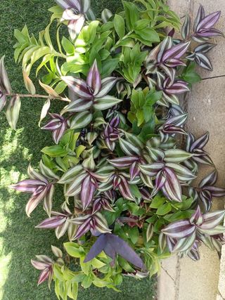 Plantas o esquejes para intercambiar 