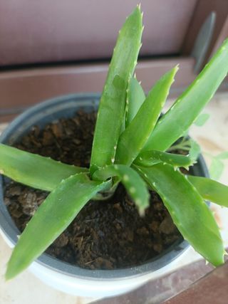 Plantas o esquejes para intercambiar 