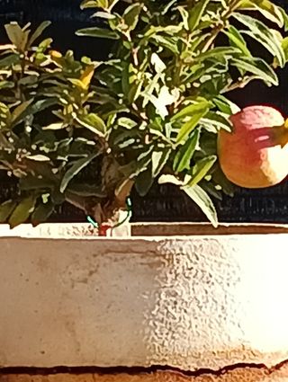 Bonsai Granado Japonés Nejikan