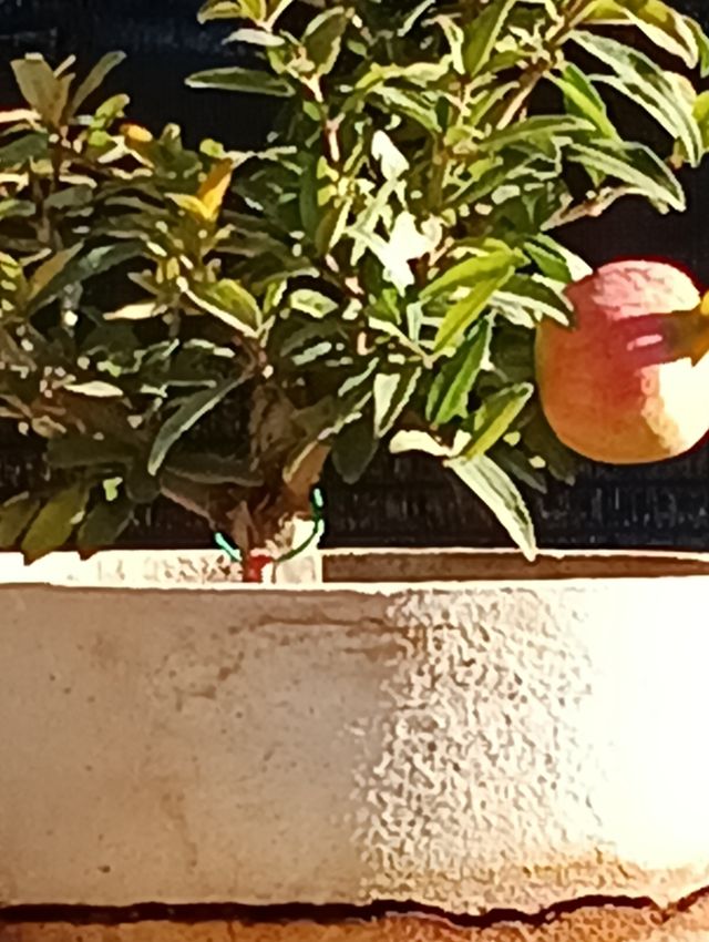 Bonsai Granado Japonés Nejikan