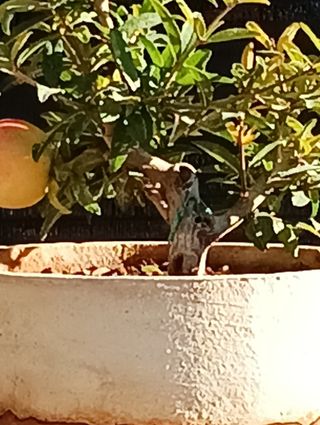 Bonsai Granado Japonés Nejikan