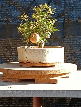 Bonsai Granado Japonés Nejikan