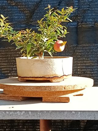 Bonsai Granado Japonés Nejikan
