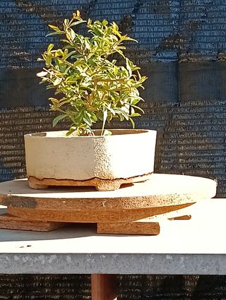 Bonsai Granado Japonés Nejikan