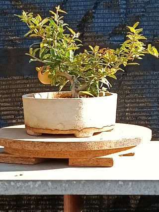 Bonsai Granado Japonés Nejikan