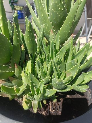 Intercambio esquejes o plantas suculentas