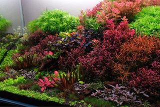 Lote de 12 plantas de acuario VARIADO Y COLORIDO