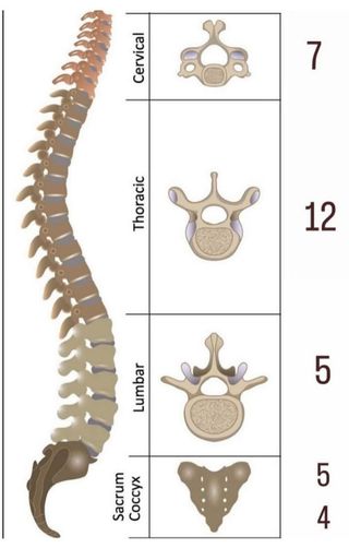 Terapias solamente a domicilio.