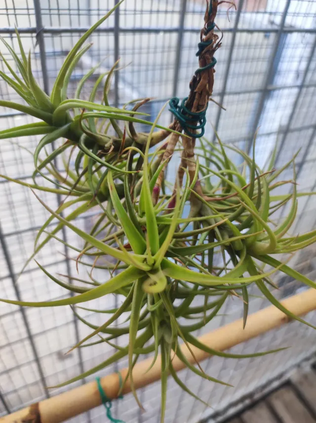 Tillandsia bergaris chump