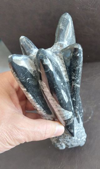 Escultura Fósiles de Orthoceras Naturales Pulidas