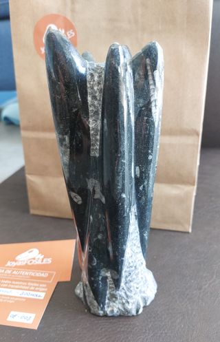 Escultura Fósiles de Orthoceras Naturales Pulidas