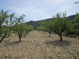 Terreno en venta en Yecla