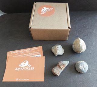 Conjunto 4 Amuletos Fósiles Ancestrales SOLO HOY