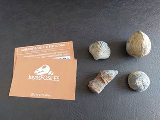 Conjunto 4 Amuletos Fósiles Ancestrales SOLO HOY
